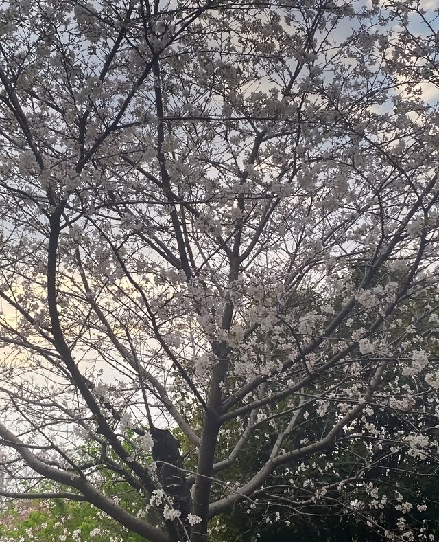 城鐵出行日-開福寺-天心閣