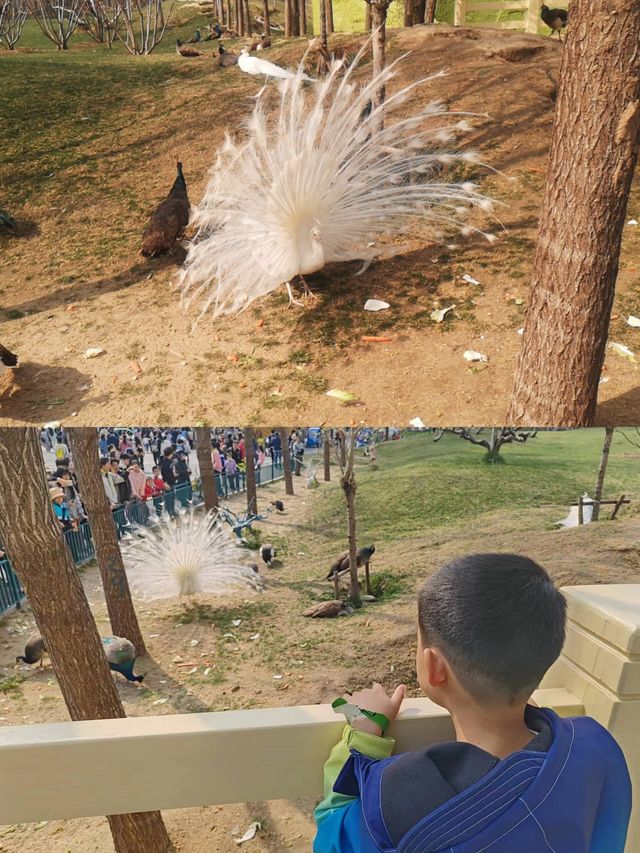帶娃打卡北京野生動物園的正確姿勢~