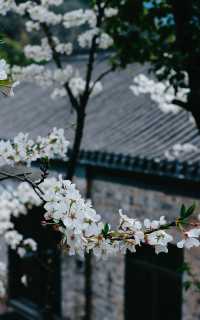 春光花事 栖山幽谷