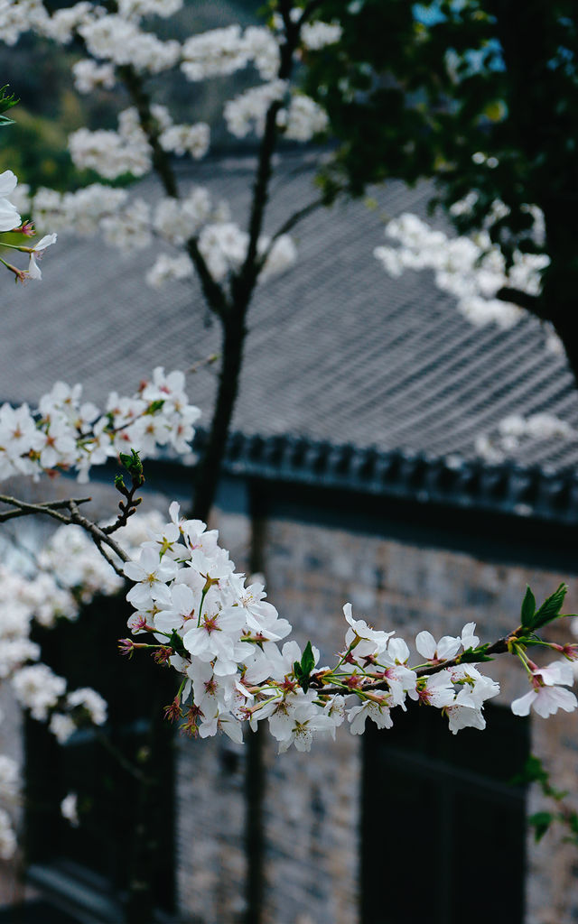 春光花事 栖山幽谷