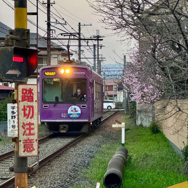 日本京都私藏賞櫻秘境｜空氣都瀰漫著浪漫櫻花香🌸