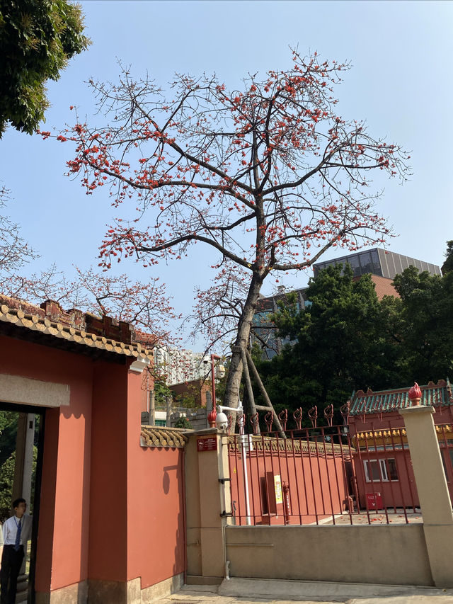 廣州農講所賞木棉花之旅