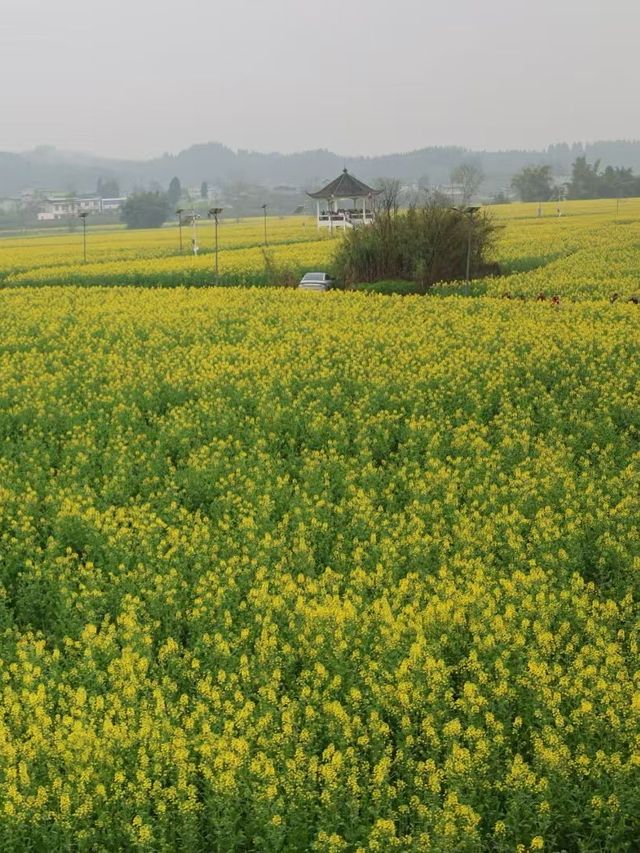 莫負春光，德陽油菜花田浪漫指南