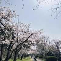 🌸日本福岡櫻花季--舞鶴公園🌸
