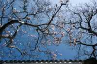 Discover the Beauty of Suzhou Gardens
