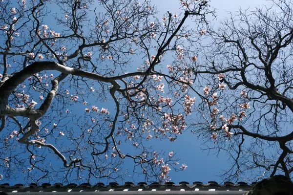 Discover the Beauty of Suzhou Gardens