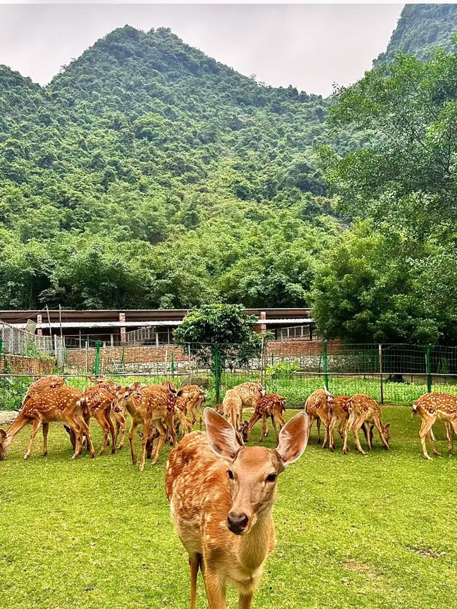 廣西~響水石林在不需要任何濾鏡的情況下依然美麗