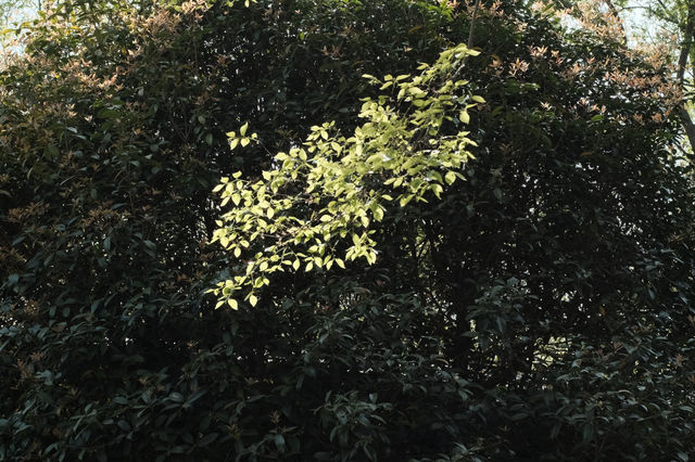 上海周邊｜露營與賞花兩不誤！！趁着人少