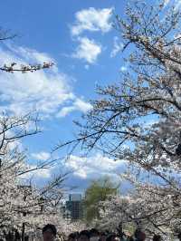 東京上野恩賜公園——一個讓人流連忘返的綠意角落
