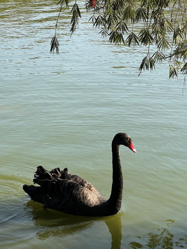 珠海海濱公園：野餐的夢幻之境