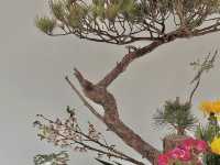 🌷香港花卉展 | 误入現實版莫奈花園