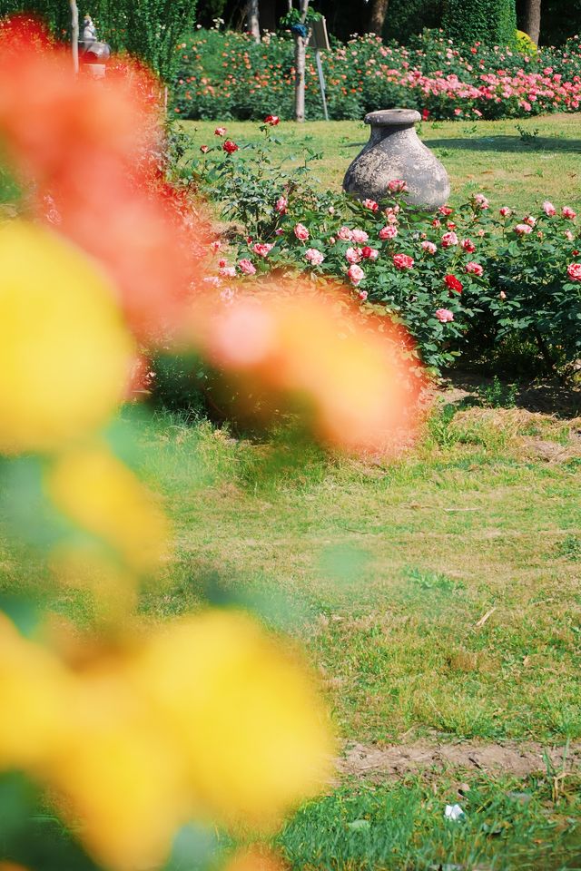 放鶴谷嘅玫瑰來信：當野鶴與花海共舞