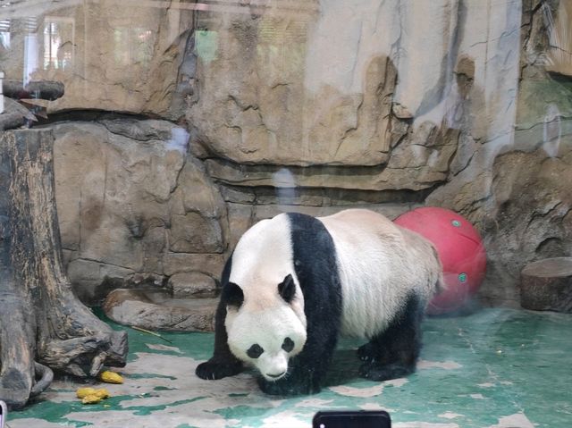 探秘蓉城野趣：成都動物園漫遊指南