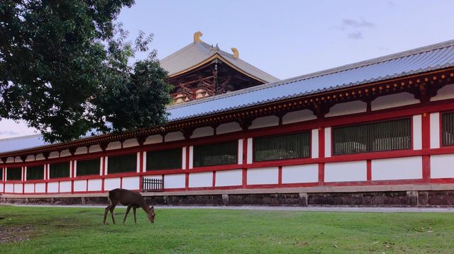 奈良東大寺，千年古剎的寂靜詩篇