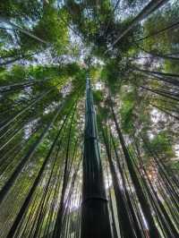 茶竹之城，山水之韻