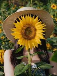 一秒走進梵高畫框！🌻西麗湖向日葵花海拍大片攻略來啦～