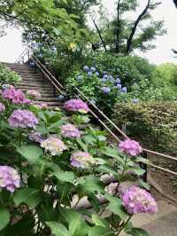 #多摩川台公園嘅繡球花