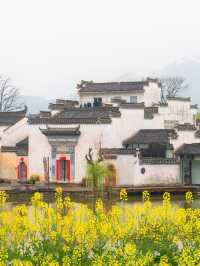 夏日黃山3日遊 避暑賞景兩不誤