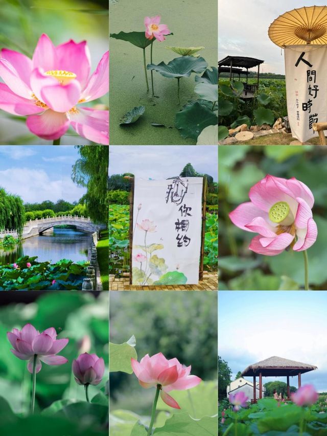 桐鄉百畝荷塘遊玩攻略