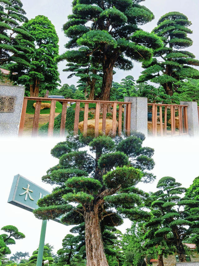 陳村花卉世界｜佛山陳村，粉紅色的浪漫，紫薇花盛放