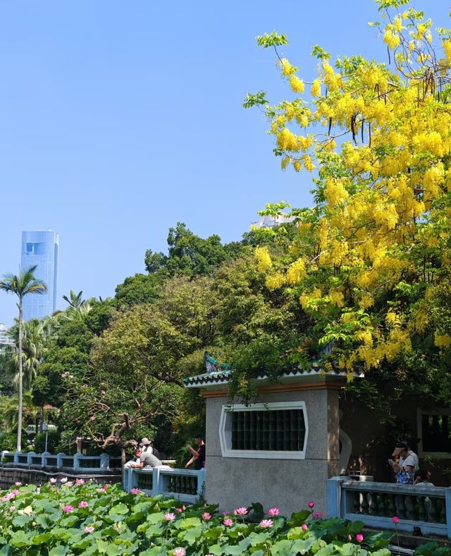 中山公園賞花奇遇！錦江之星品尚酒店畀你超暖心體驗！