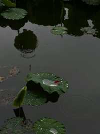 晴翠湖不如雨翠湖