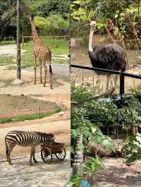 2025年暑假深圳野生動物園避坑指南