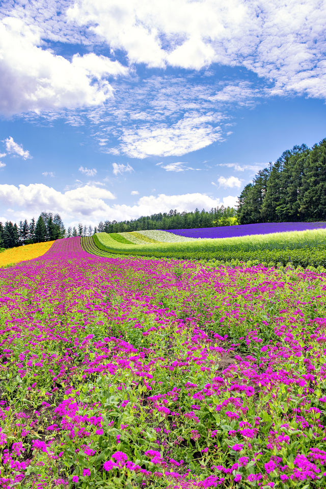 北海道夏日花海，每一幀都似電腦壁紙
