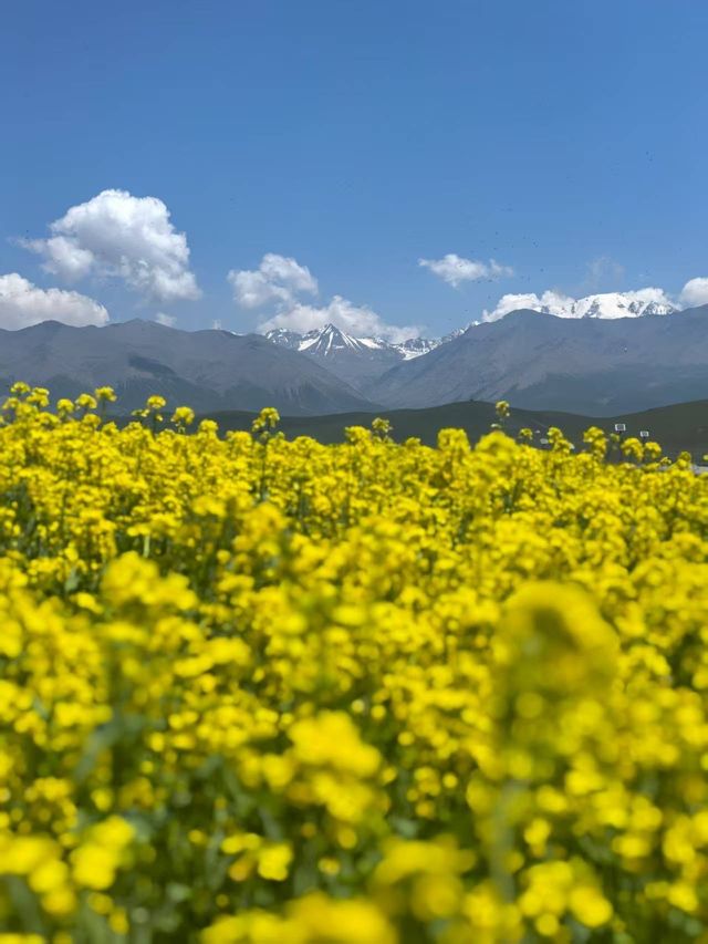 青海門源油菜花海保姆級攻略 | 7月限定絕美打卡地