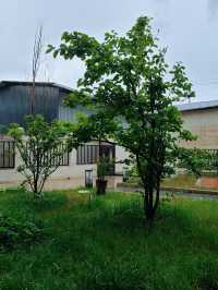 去香格里拉正猶豫住邊度好？等我推薦俾你——香格里拉西廊塘民宿