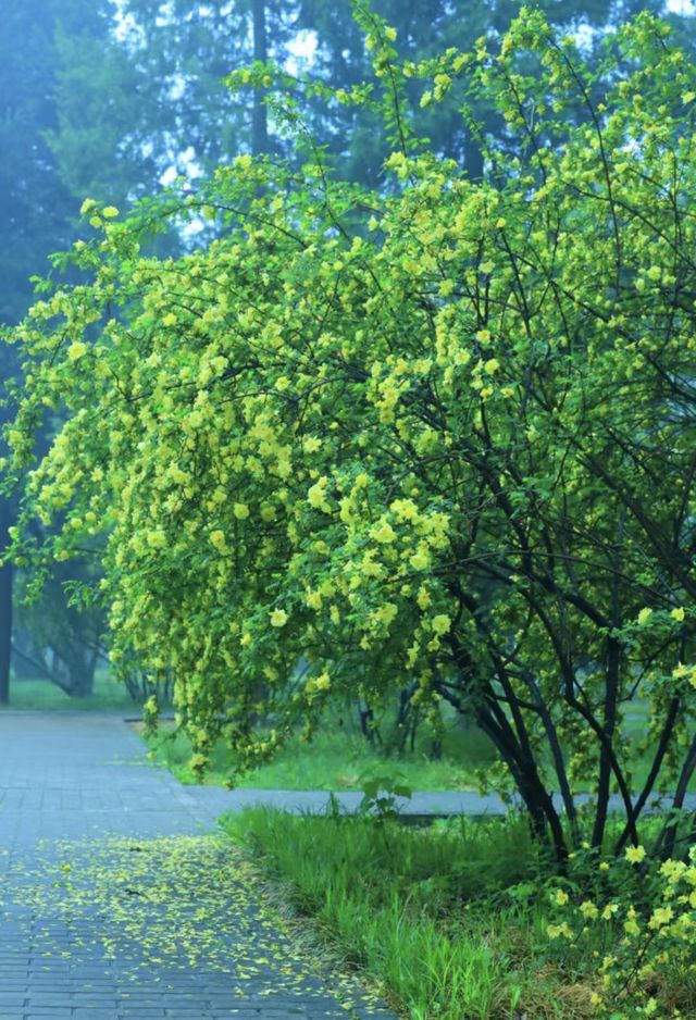 雨後獨享天壇秘境
