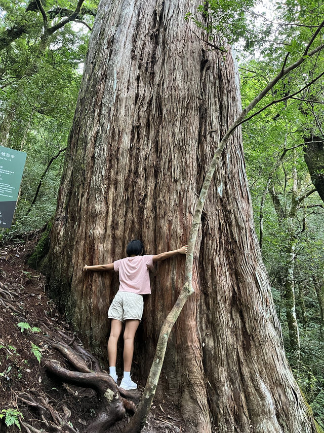 Reconnect with Nature in the misty forest🧚🏼🌿✨