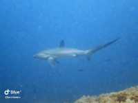 Wonderful Dive Experience at Malapascua