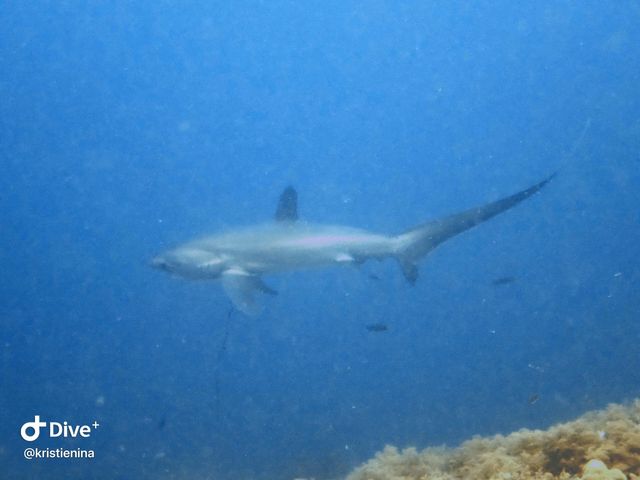 Wonderful Dive Experience at Malapascua