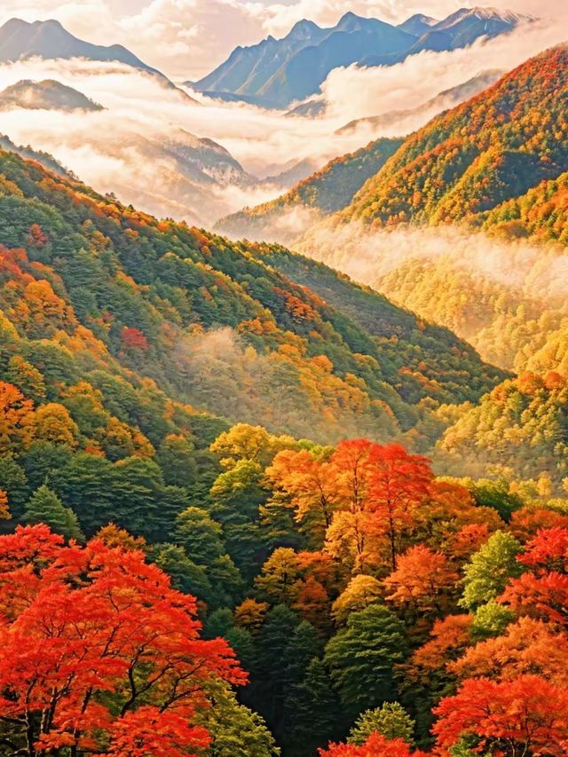 光霧山紅葉期告急
