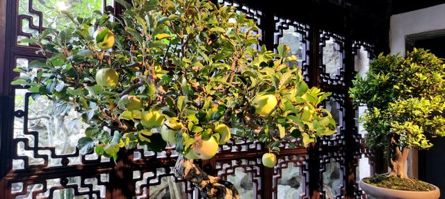 秋果香滿在留園