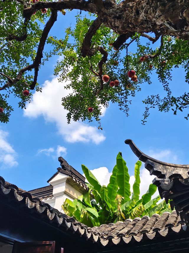 蘇州小眾秘境！怡園百年石榴樹也太出片了吧
