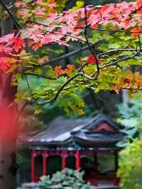 2025香山紅葉季全攻略本地人教你玩轉秋日限定浪漫