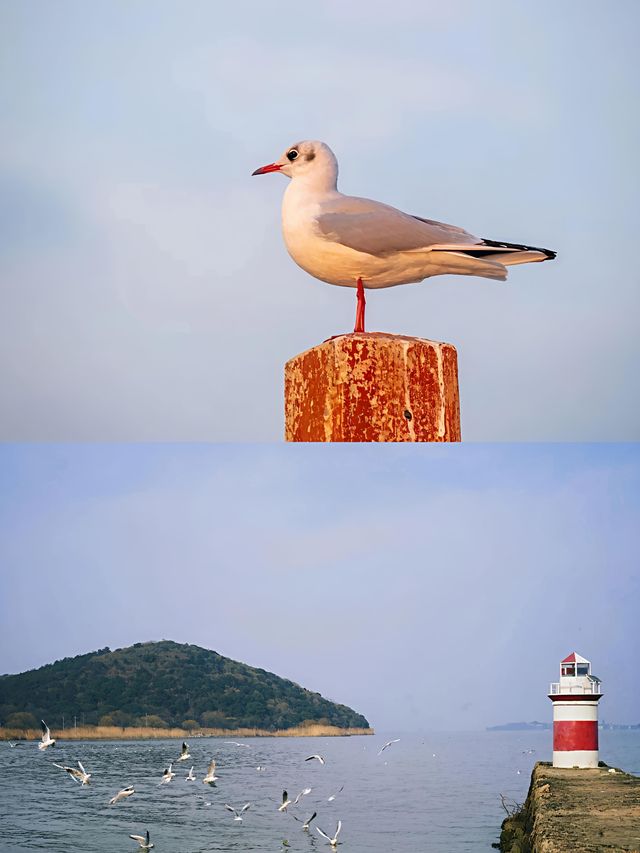 2025太湖觀鳥指南新鮮出爐！最佳點位搶先收藏