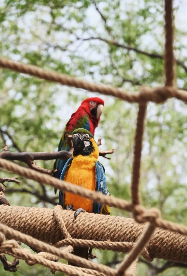 北京野生動物園超全攻略 北京野生動物園超全攻略