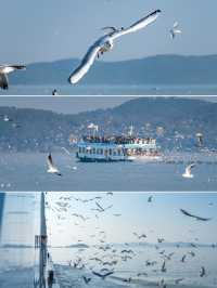 【太湖觀鳥指南｜在江南水鄉邂逅飛羽精靈】