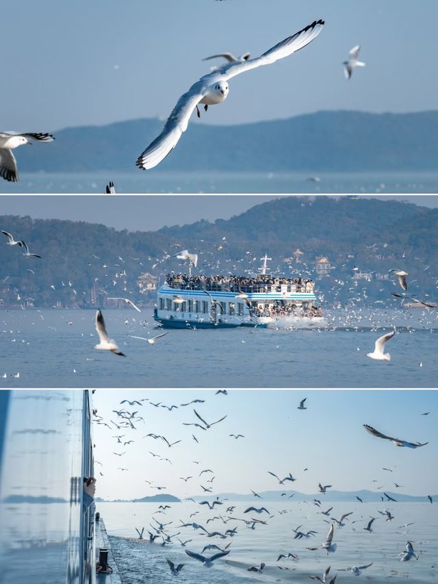 【太湖觀鳥指南｜在江南水鄉邂逅飛羽精靈】