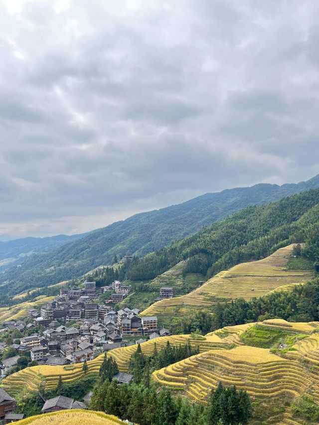 桂林｜龍脊梯田闖入上帝調色盤！11月限定金黃稻浪攻略