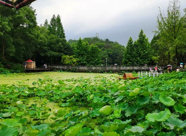 重慶華巖寺攻略｜0元解鎖禪意慢生活
