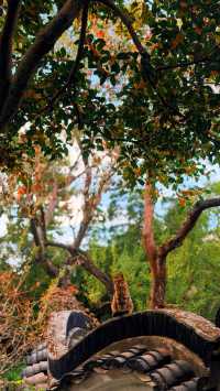 蘇州的秋天|在怡園的桂花香裡,撞見江南最溫柔的時刻