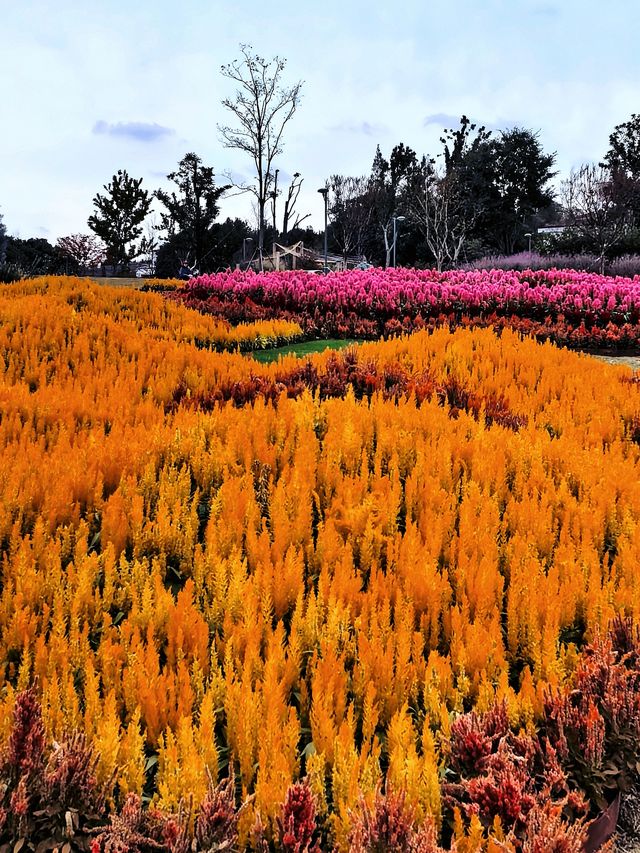 空中步廊俯瞰花草描繪的彩色大地。