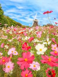 大阪粉白花海拍照聖地