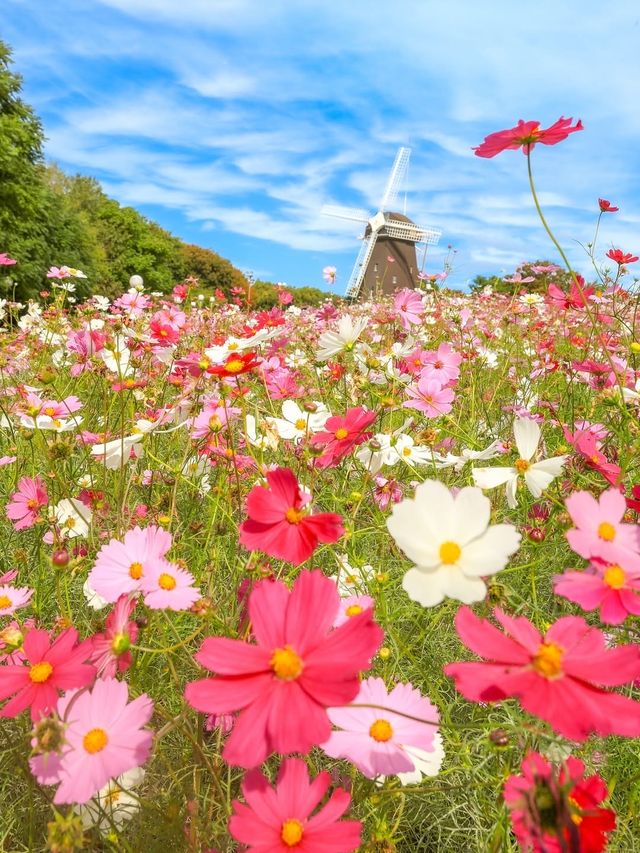 大阪粉白花海拍照聖地