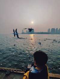 青島出遊之棧橋餵海鷗看落日