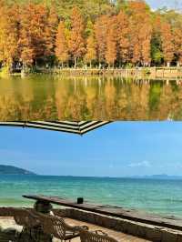 深圳0元寶藏玩法｜免費打卡山海、公園與文藝角落，拍照出片不重